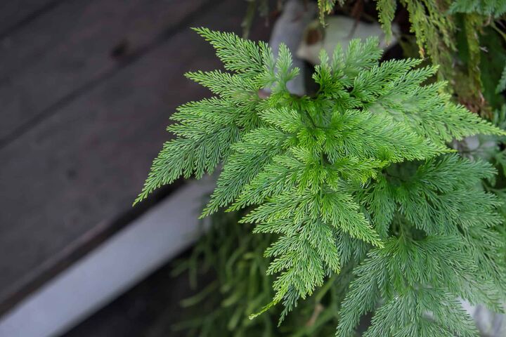 different types of fern plants with photos