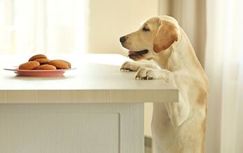 12 Ways To Dog-Proof Your Kitchen