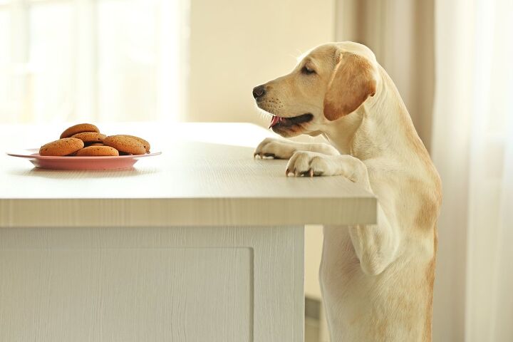 12 ways to dog proof your kitchen