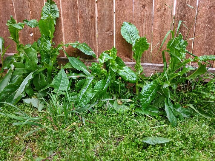 What To Do When Your Neighbor’s Yard Is Full Of Weeds