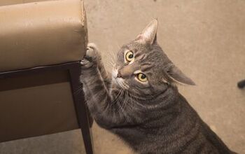 How To Stop Cats From Scratching Furniture
