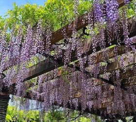Climbing Vines That Are Great For A Pergola
