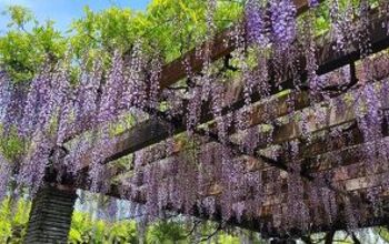 Climbing Vines That Are Great For A Pergola