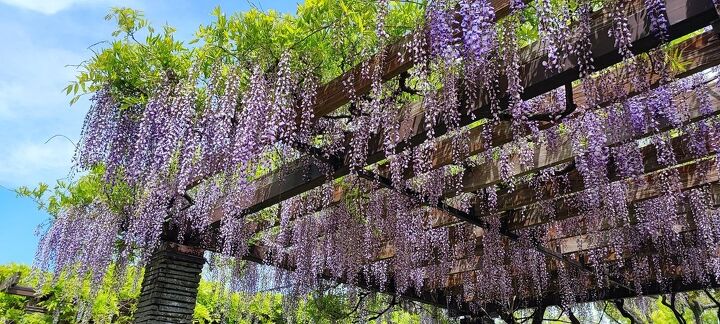 Climbing Vines That Are Great For A Pergola