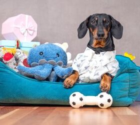8 easy ways to organize your pets belongings