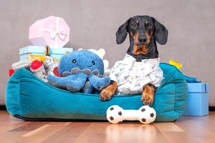 8 easy ways to organize your pets belongings