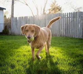 bringing home fido tips to dog proof your backyard