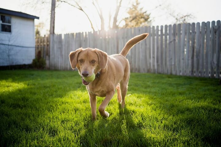 Bringing Home Fido? Tips To Dog-Proof Your Backyard