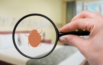 Will Bed Bugs Follow You If You Move?