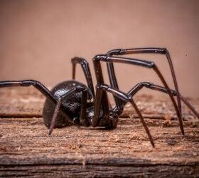 Where Do Black Widow Spiders Hide?