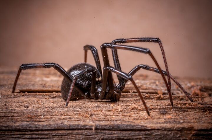 where do black widow spiders hide
