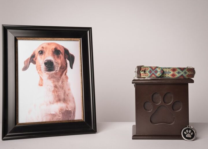 What Should I Do With My Dog’s Ashes?