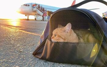 How To Prepare Your Cat For A Flight