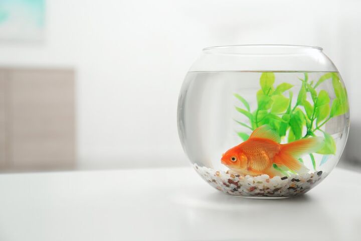 How Often Should You Change The Water In A Fish Tank?