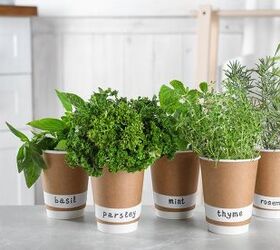 What Herbs Can Survive Indoors During The Winter?
