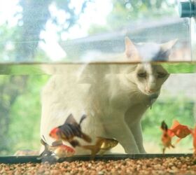How To Keep Cats Away From A Fish Tank