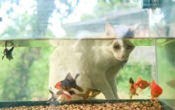 How To Keep Cats Away From A Fish Tank