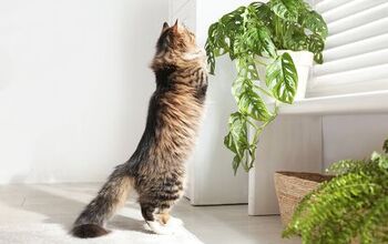 What Are Some Houseplants That Are Safe For Cats?