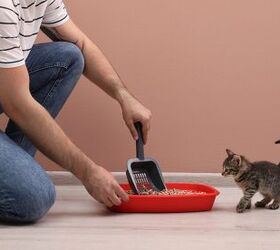 How To Litter Train A Kitten