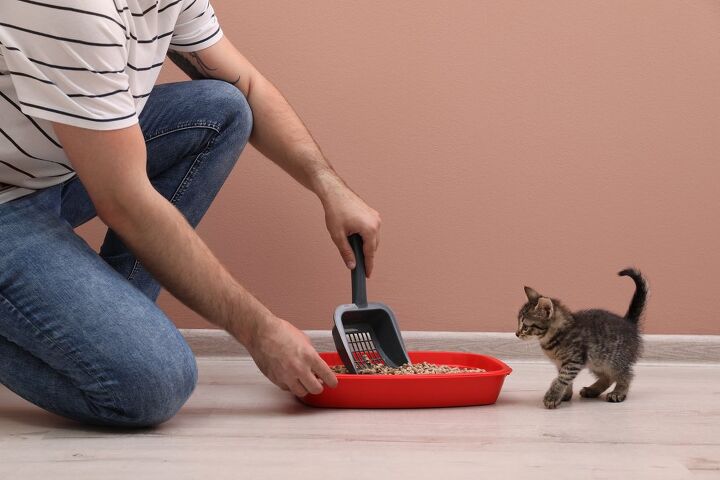 How To Litter Train A Kitten