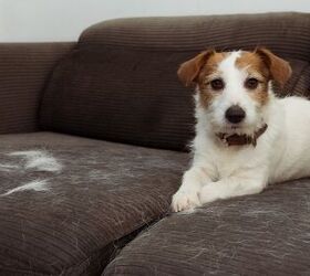 Say Goodbye To Pesky Pet Hair With These Low-Shed Dogs And Cats