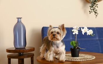 Top Plants For The Home That Are Safe For Dogs