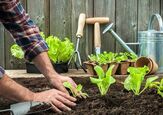Top Vegetable Garden Mistakes To Avoid This Spring