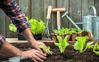 Top Vegetable Garden Mistakes To Avoid This Spring