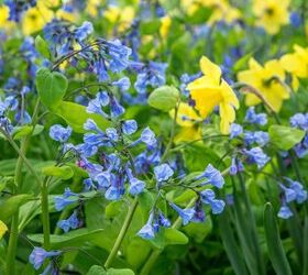 Low Maintenance Spring Flowers That Bloom Annually