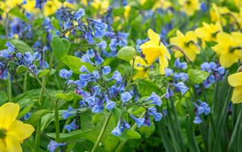 Low Maintenance Spring Flowers That Bloom Annually