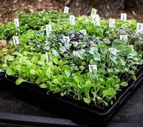 10 Vegetables You Can Plant In Early Spring