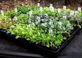 10 Vegetables You Can Plant In Early Spring