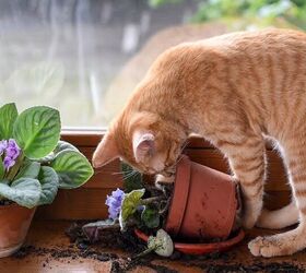 How to Protect Your Plants From Cats