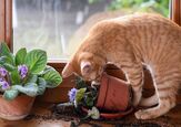 How to Protect Your Plants From Cats