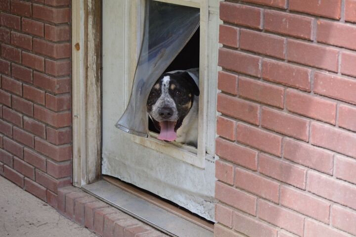 Do Dog Doors Decrease Home Value?
