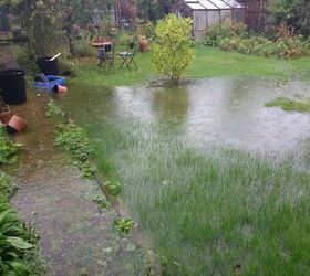 How To Revive Plants After A Flood