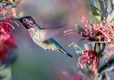 How To Attract Hummingbirds Into Your Yard This Summer