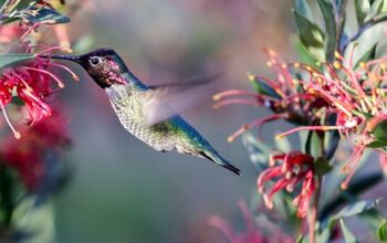 How To Attract Hummingbirds Into Your Yard This Summer