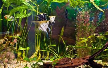 How To Increase Oxygen In Your Fish Tank