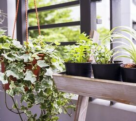 Best Plants For Purifying The Air In Your Home