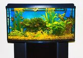 Should A Fish Tank Light Be On All The Time?