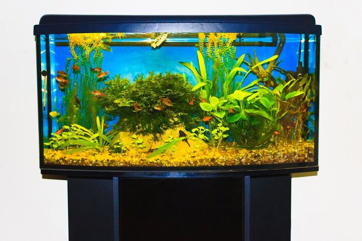 Should A Fish Tank Light Be On All The Time?
