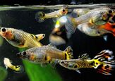 How To Keep Baby Guppies Alive