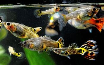 How To Keep Baby Guppies Alive