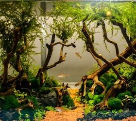 How To Stop Algae From Growing In A Fish Tank