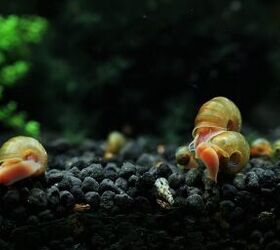 How Did Snails Get In My Fish Tank?