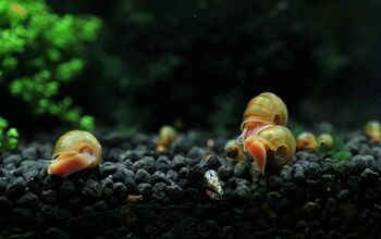 How Did Snails Get In My Fish Tank?