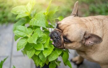 How To Stop Your Dog From Eating Your Plants