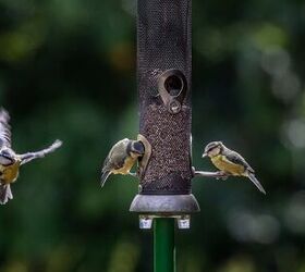 How To Protect Bird Feeders From Pests