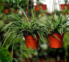 Best Hanging Plants To Grow In The Home